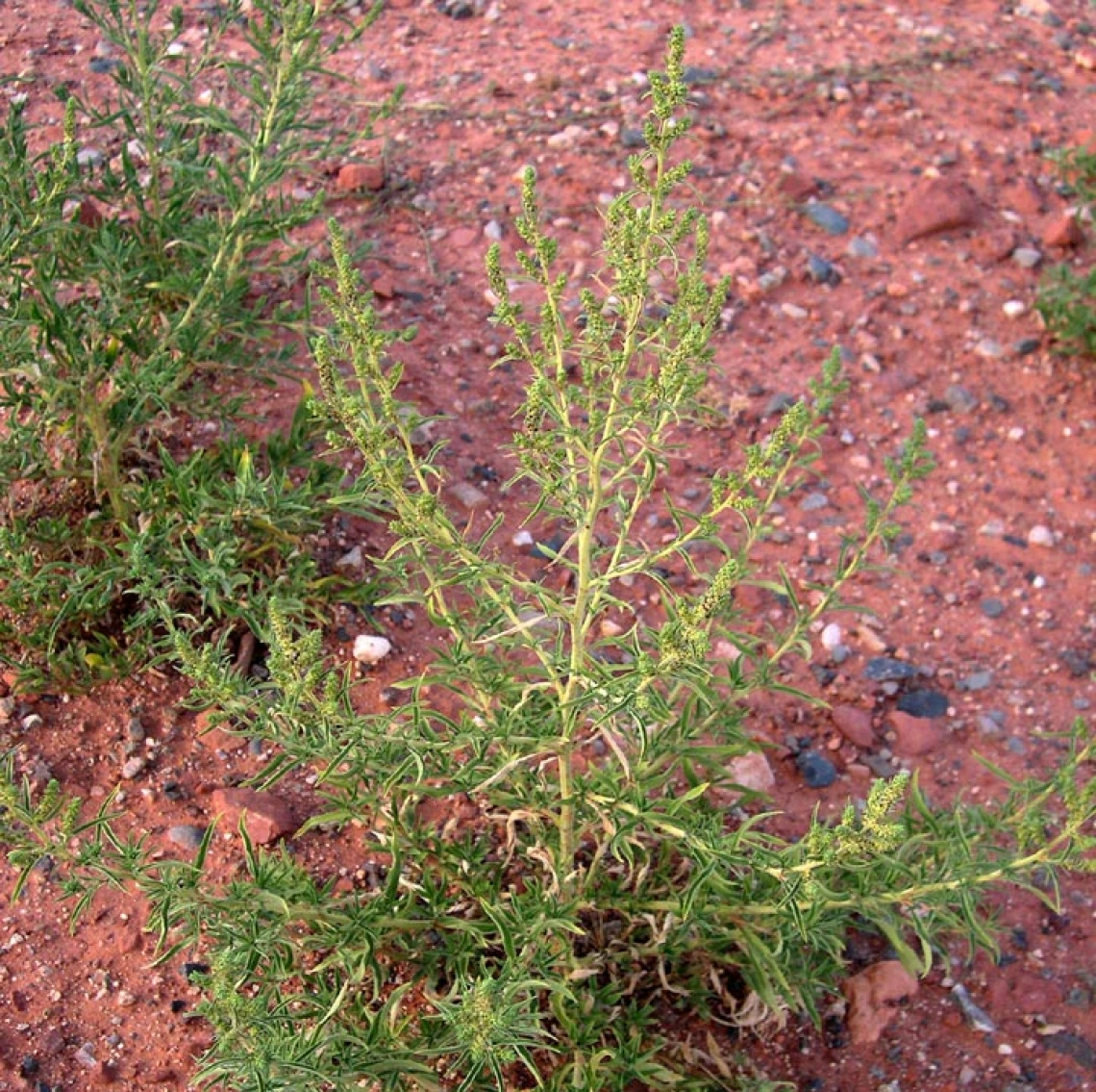 Kochia habit