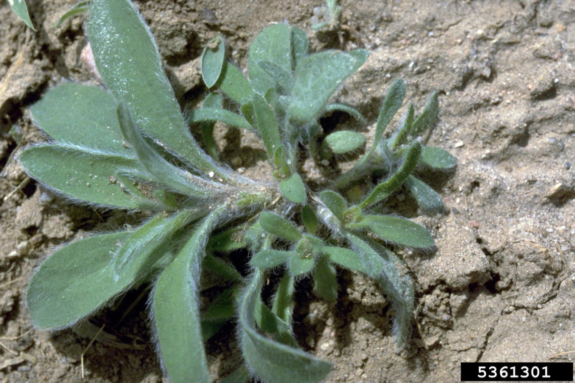 Kochia seedling