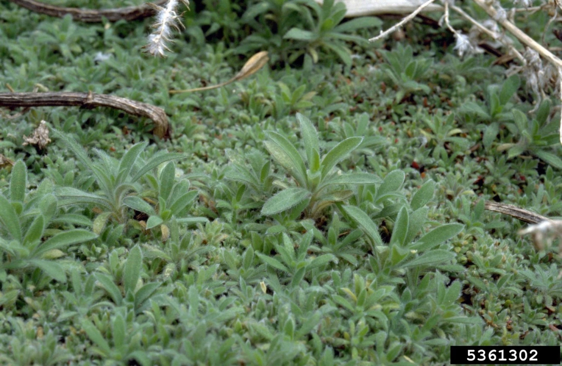 Mat of Kochia seedlings