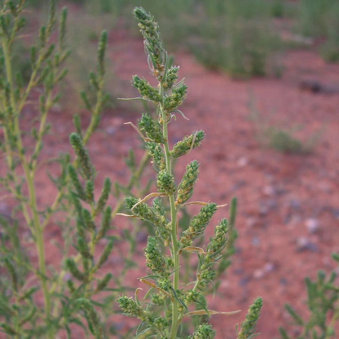 Kochia stem and flowers