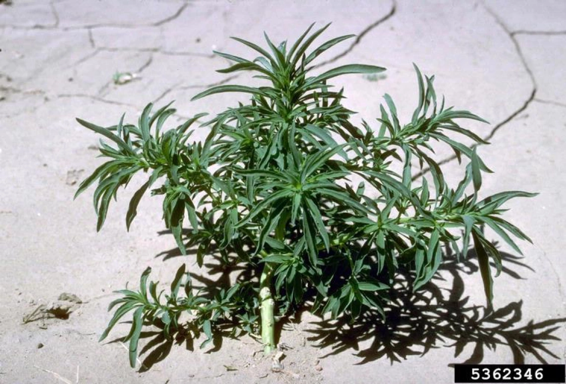 Young Kochia plant