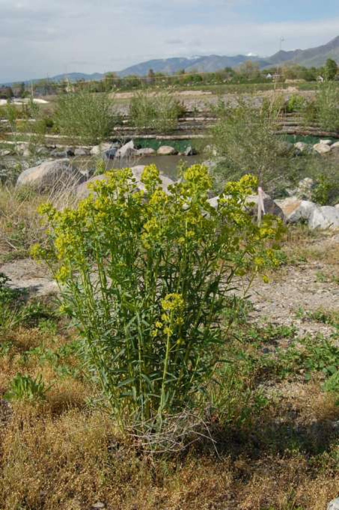 Leafy spurge habit