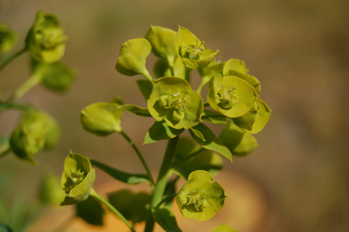 Leafy spurge bracts and flower clusters