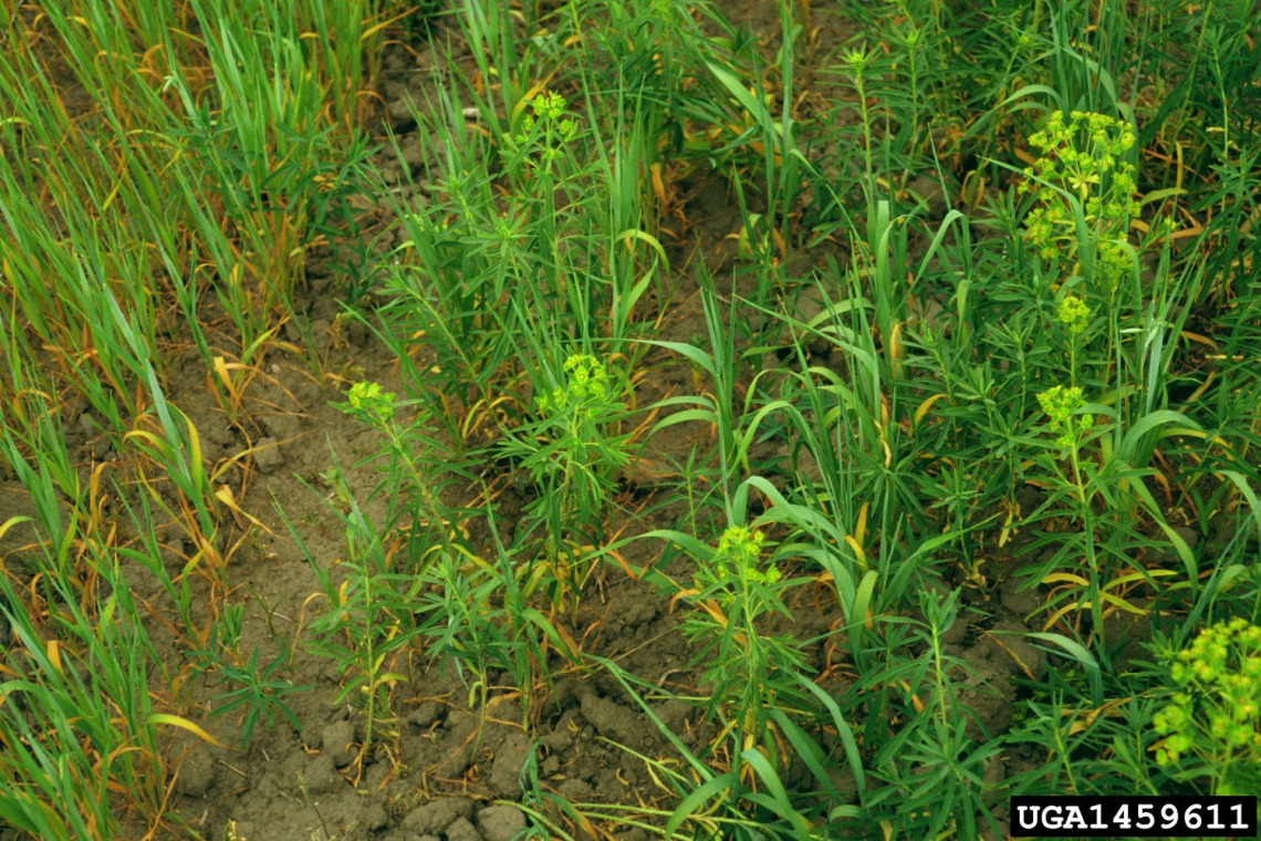 Leafy spurge in grain