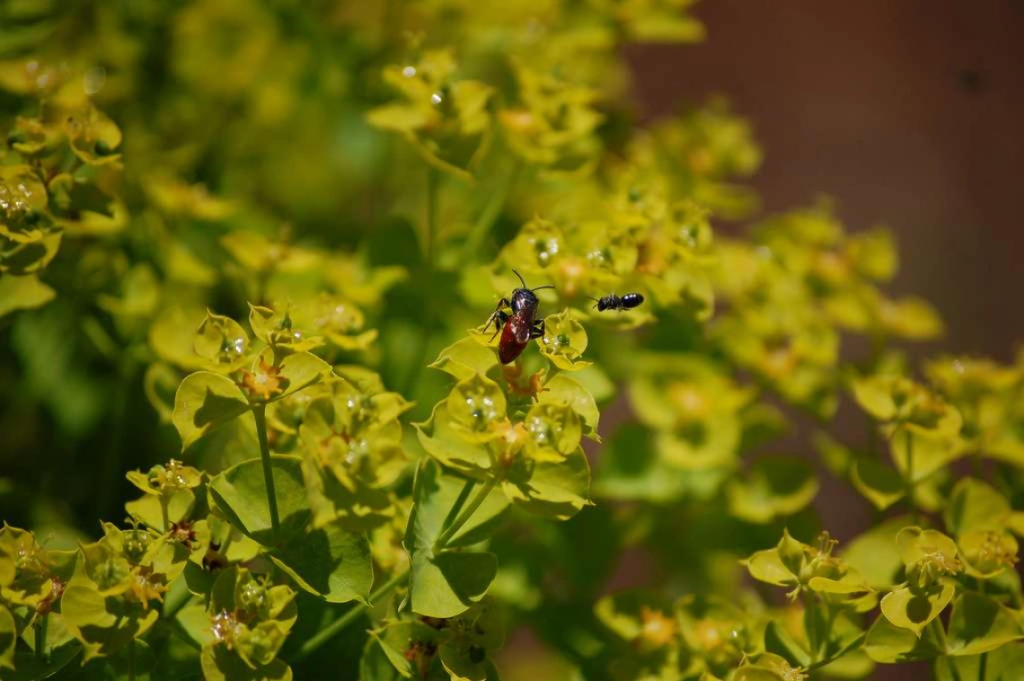 Leafy spurge flower clusters