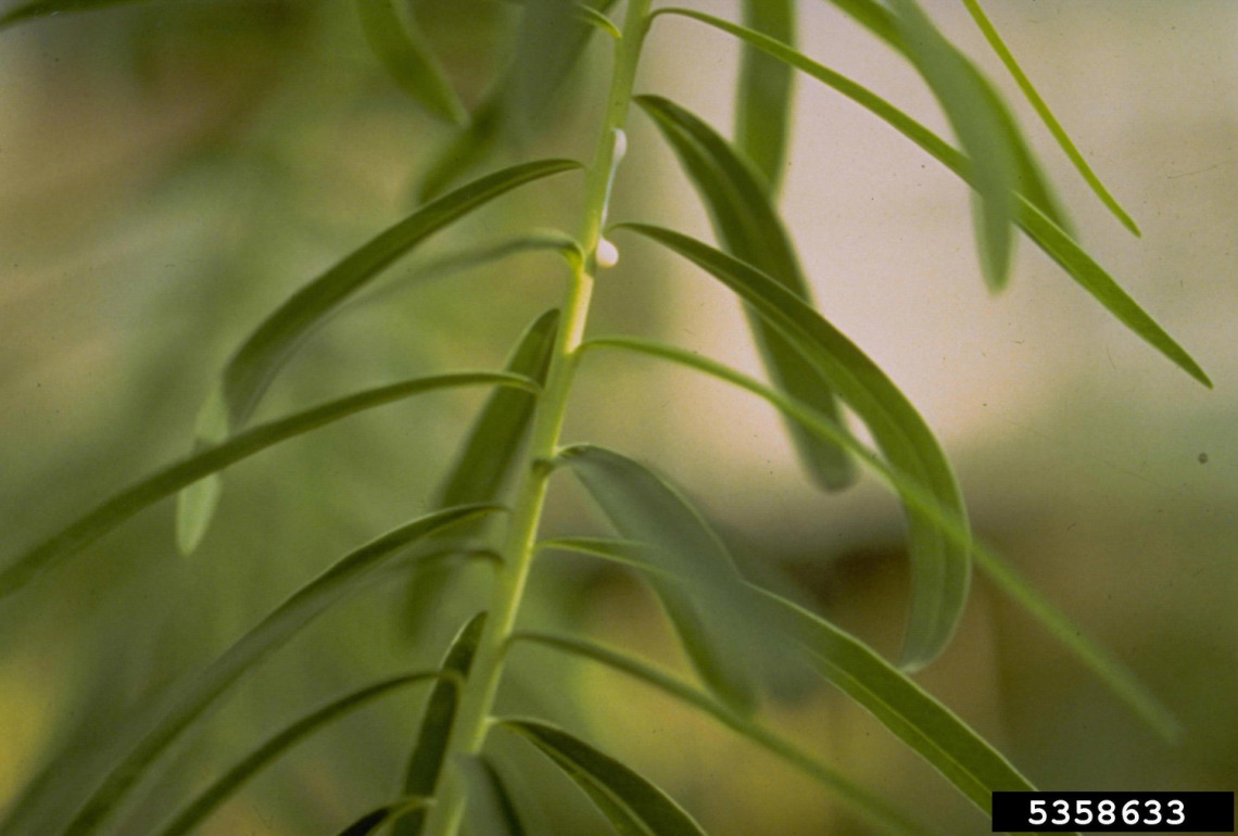 Leavy spurge leaves