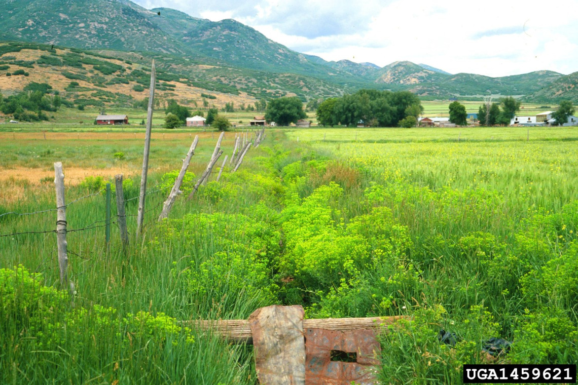 Leafy spurge infestation