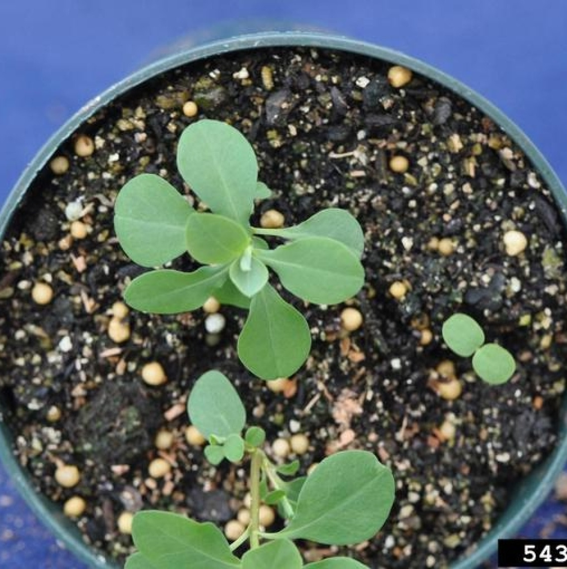 Leafy spurge seedlings