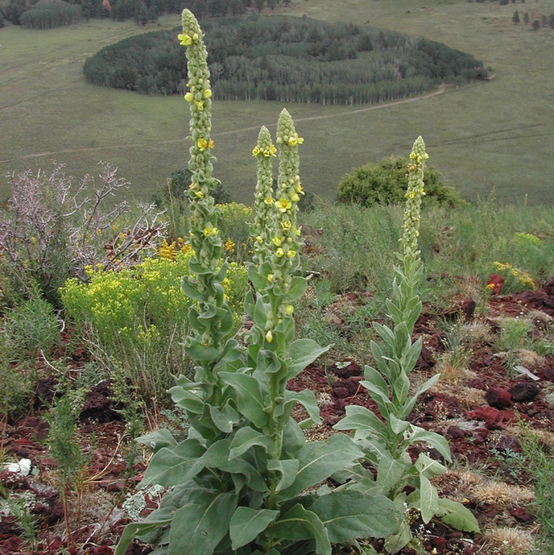 Mullein habit