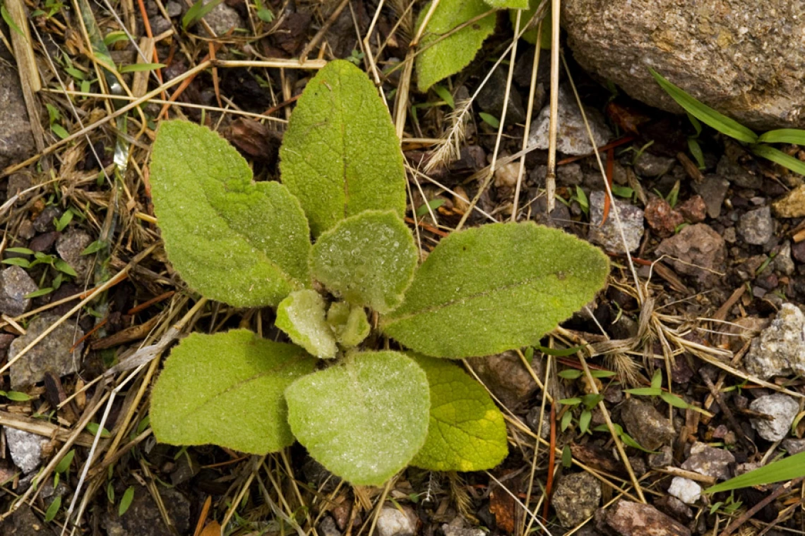 Mullein basal rosette