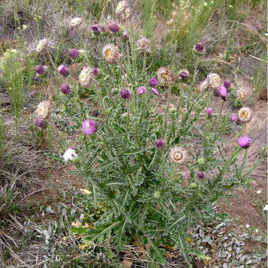 Musk thistle habit