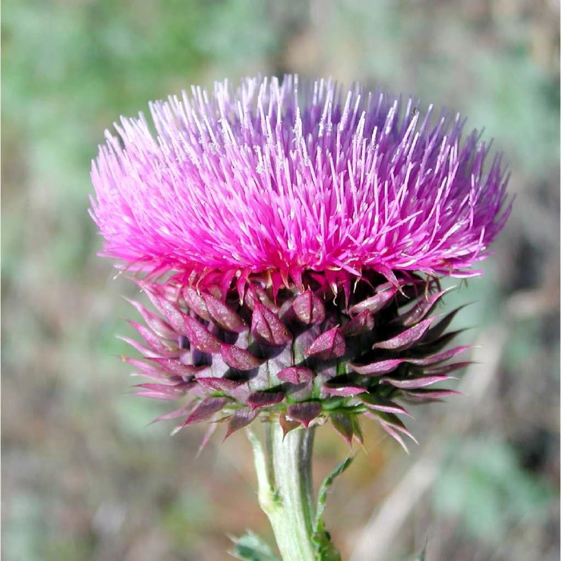 Musk thistle flower head and bracts