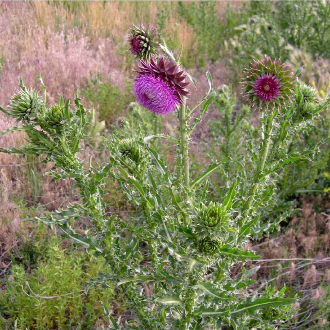 Musk thistle plant