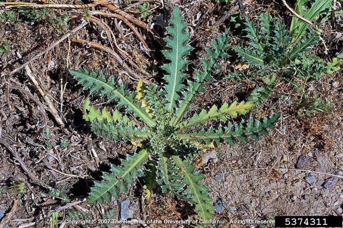 Musk thistle basal rosette