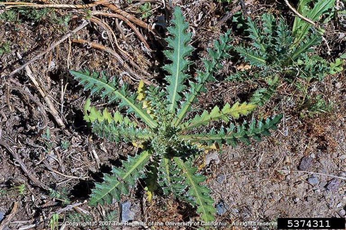 Musk thistle basal rosette