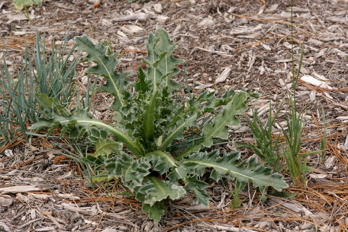 Musk thistle rosette