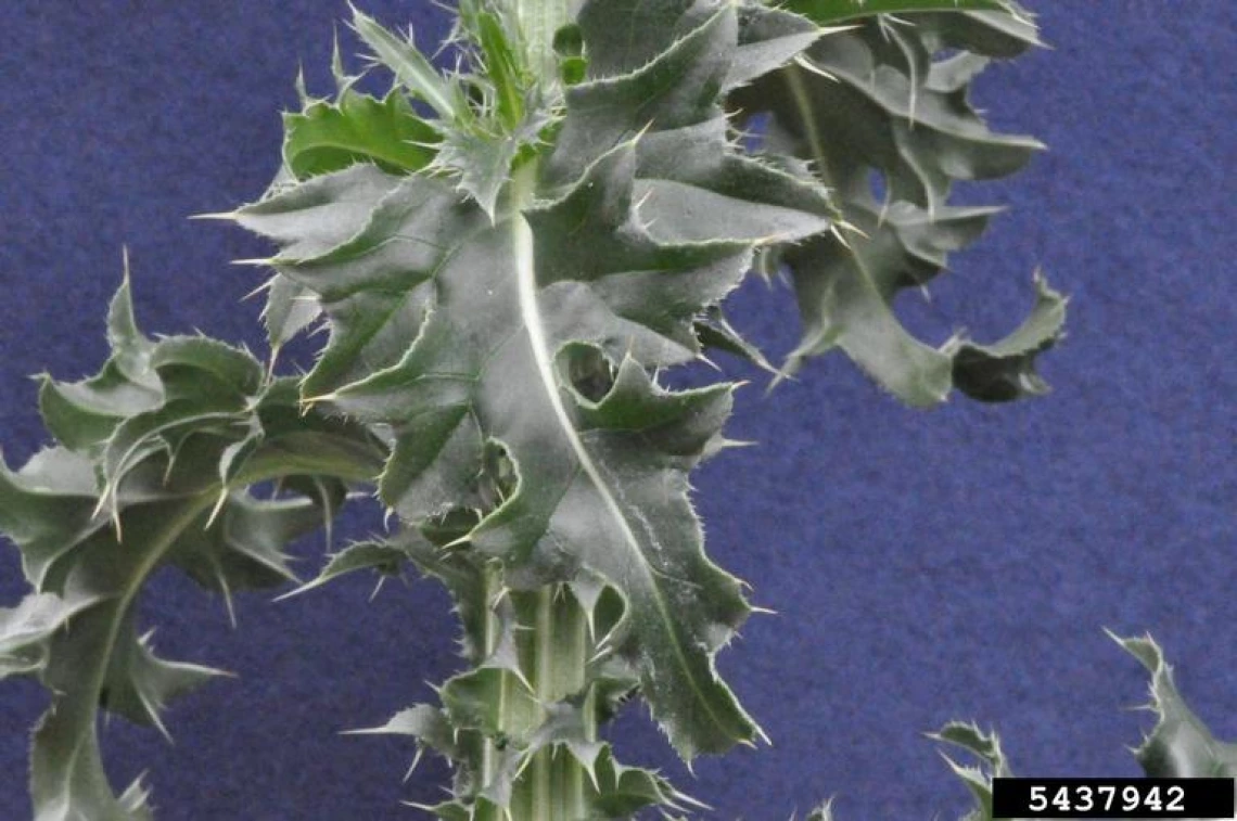 Musk thistle foliage