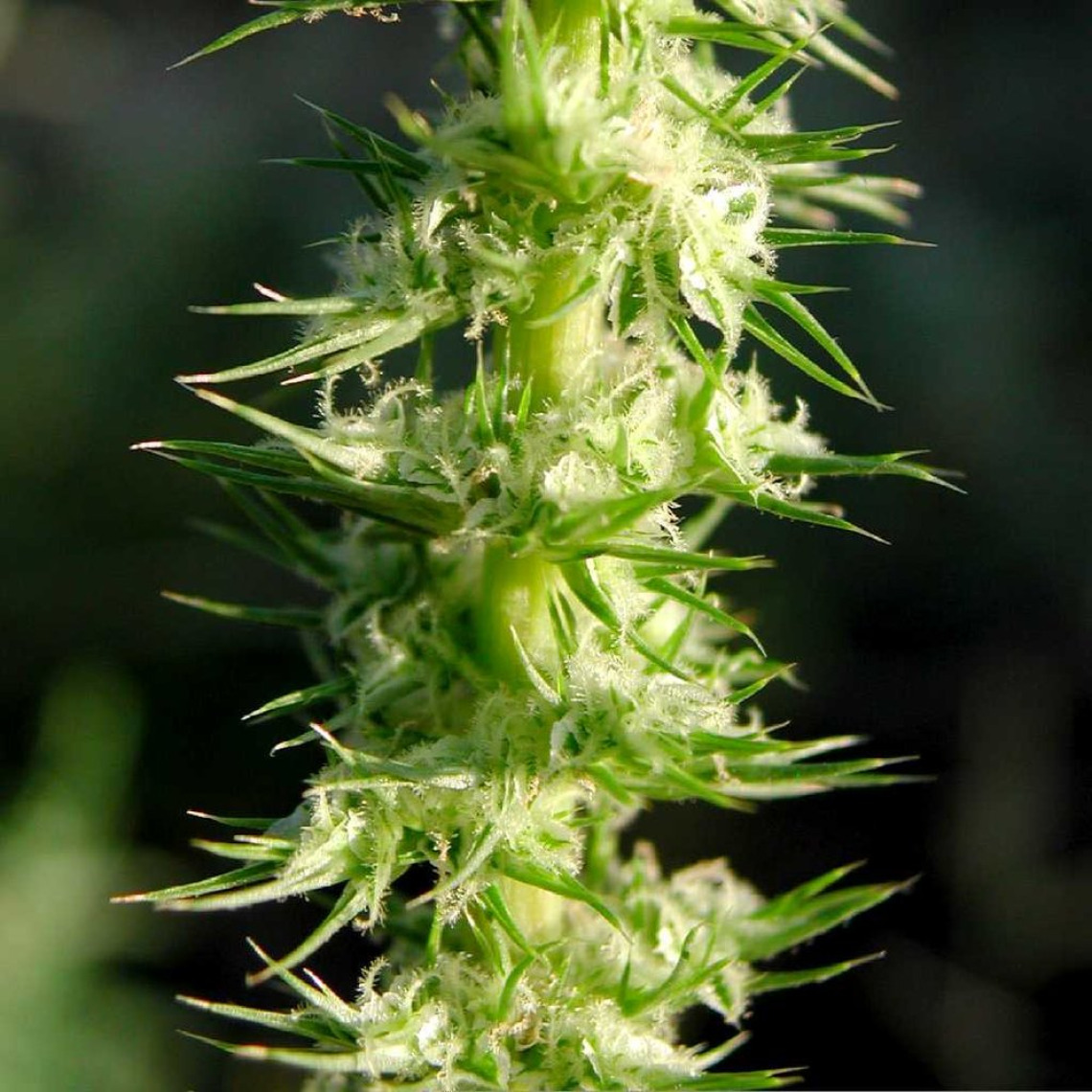 Palmer amaranth flower stalk