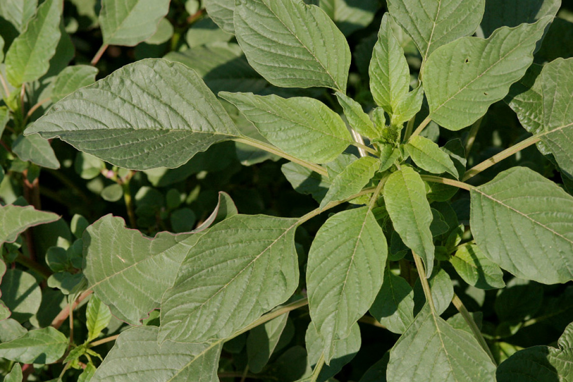 Palmer amaranth leaves