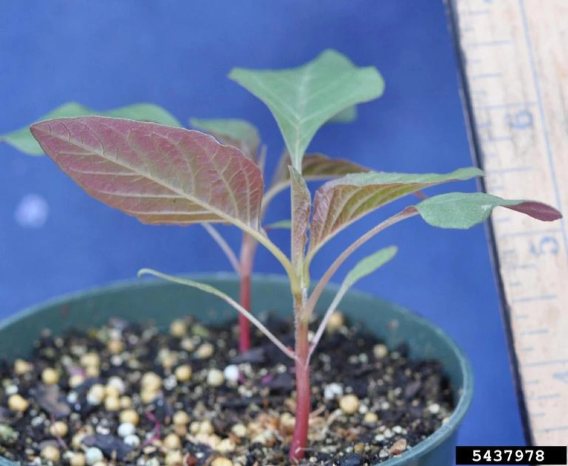 Palmer amaranth seedling