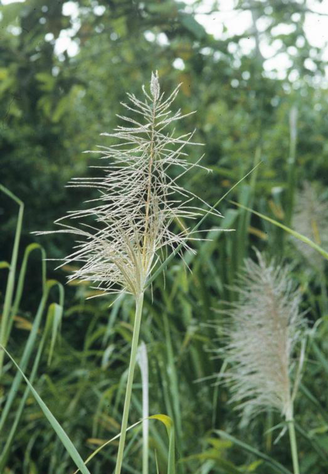 Pampas grass flowers