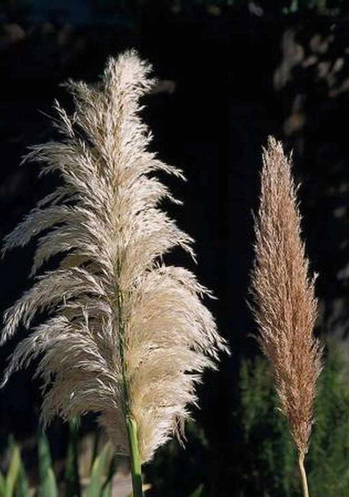 Seed heads