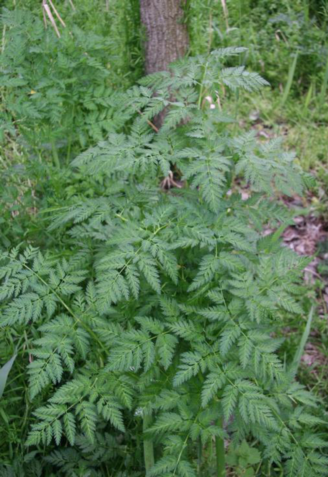 Poison hemlock