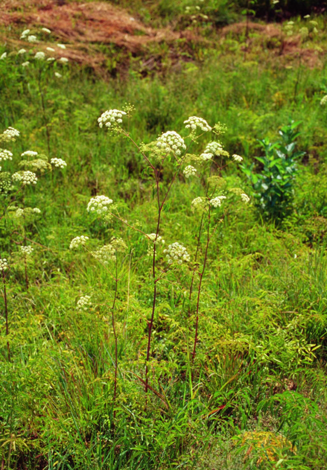 Poison hemlock