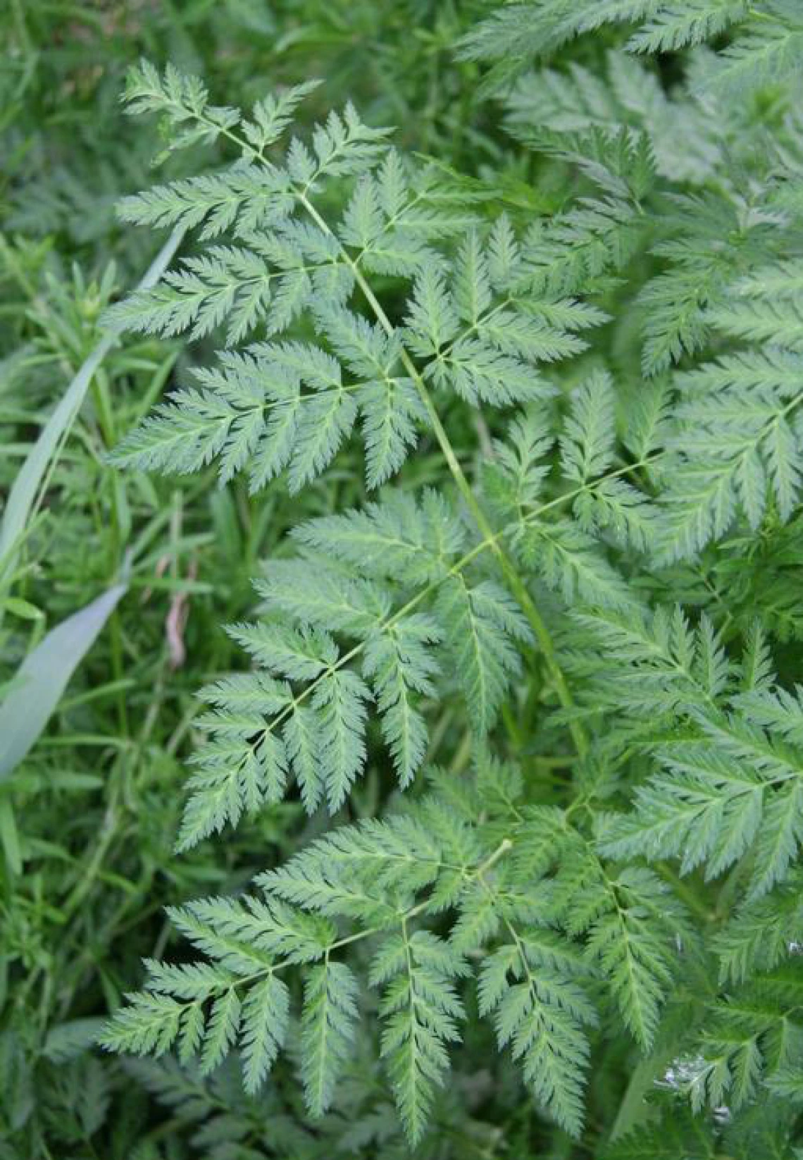 Poison hemlock foliage