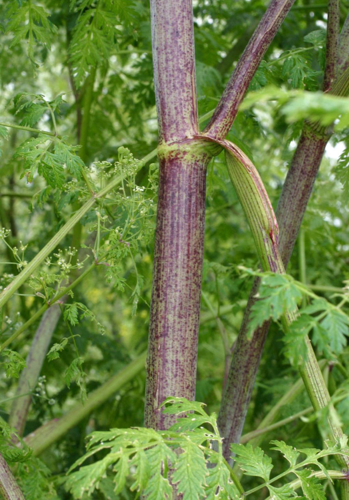 Poison hemlock stems