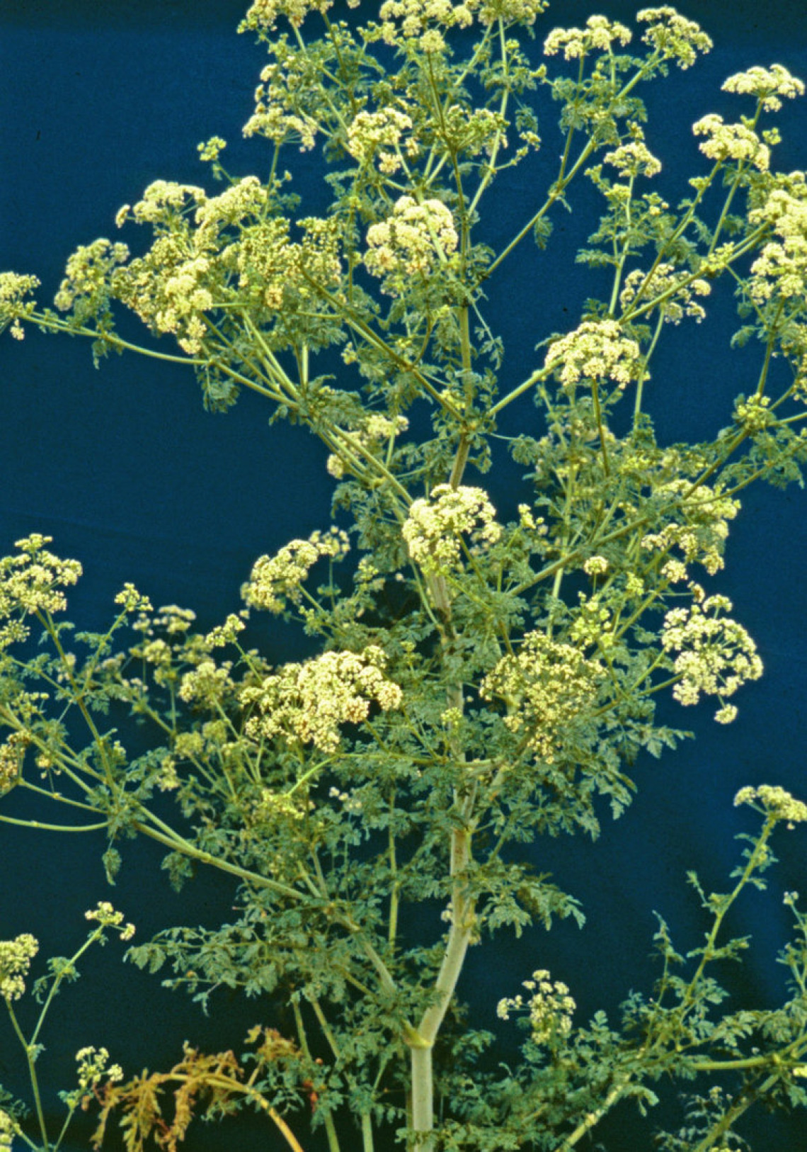 Poison hemlock in flower