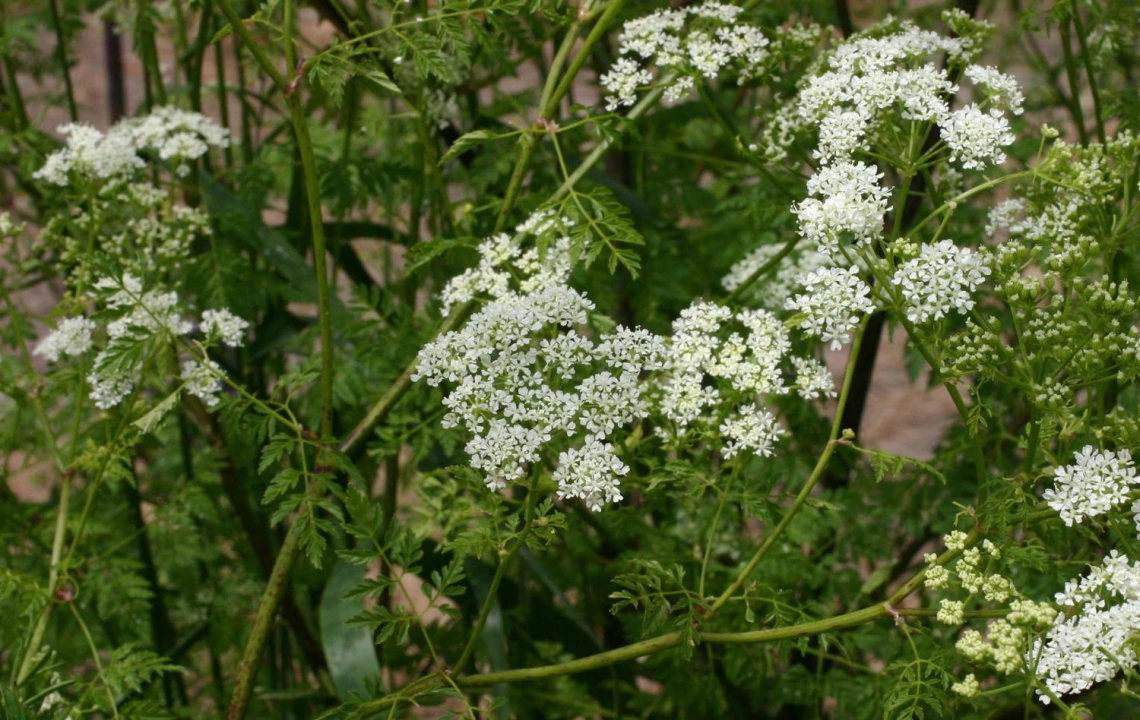 Poison hemlock flowers