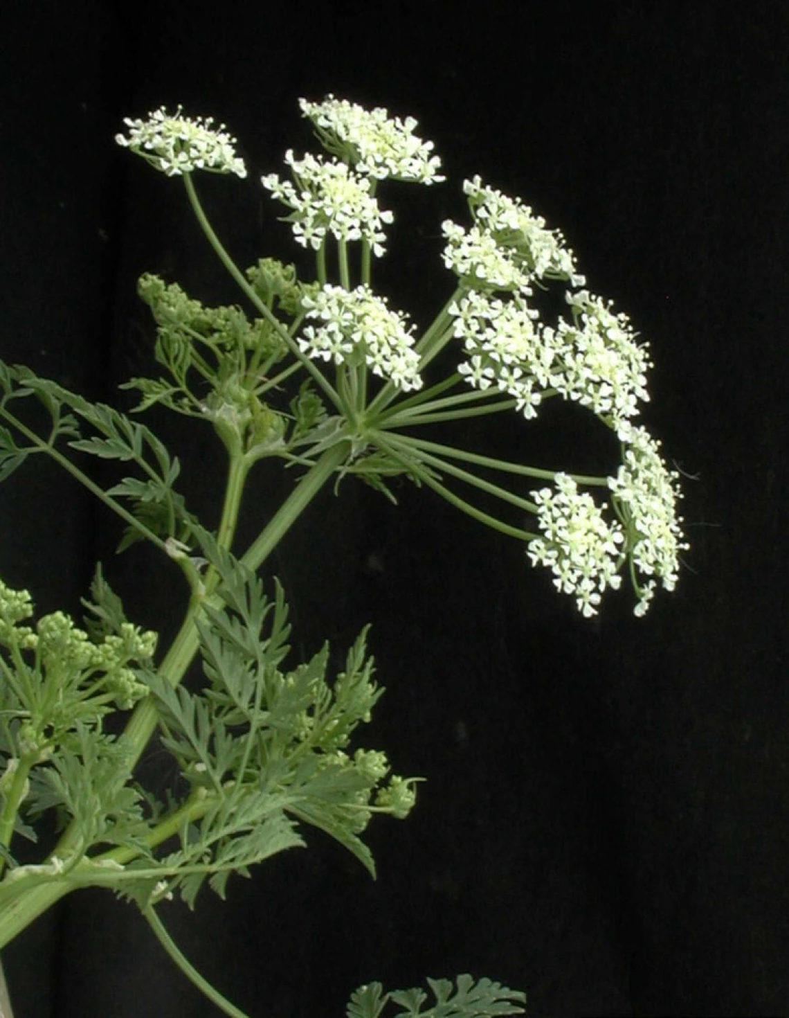 Poison hemlock flower