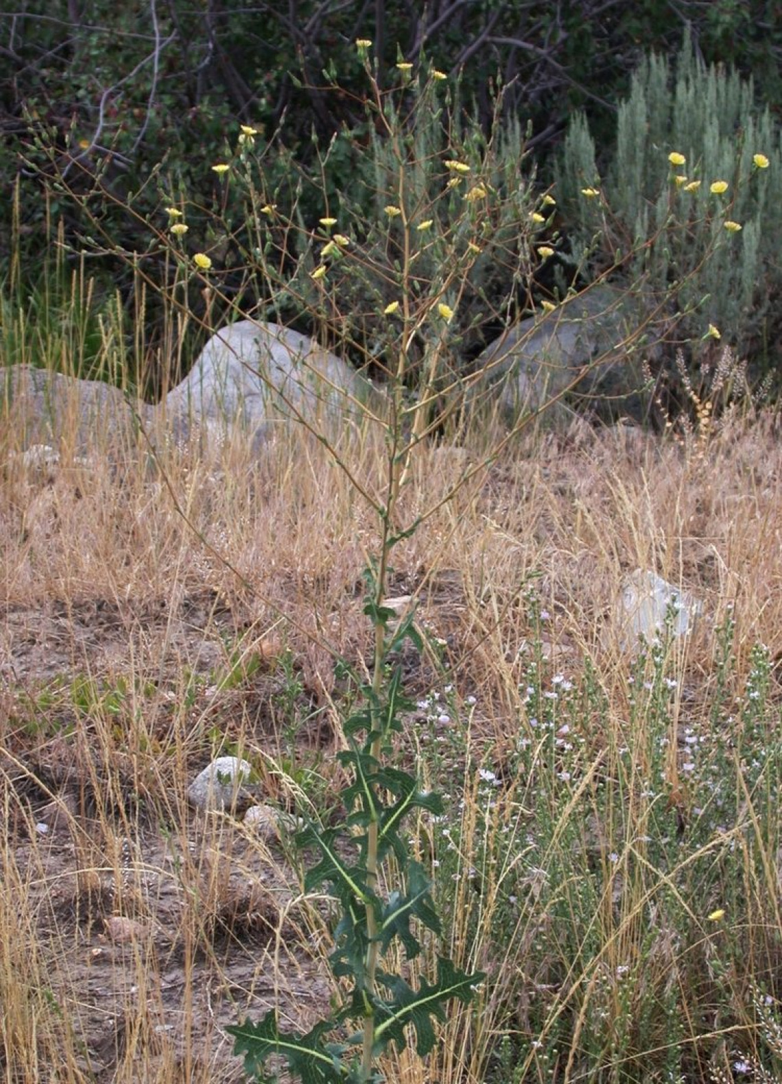 Prickly lettuce habit