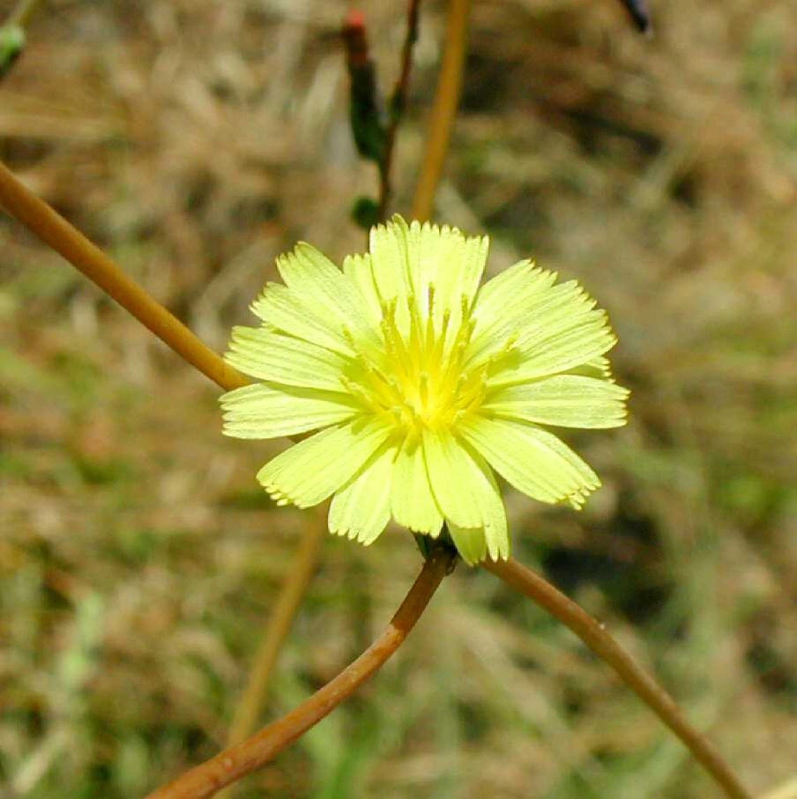 Prickly lettuce ray flowers