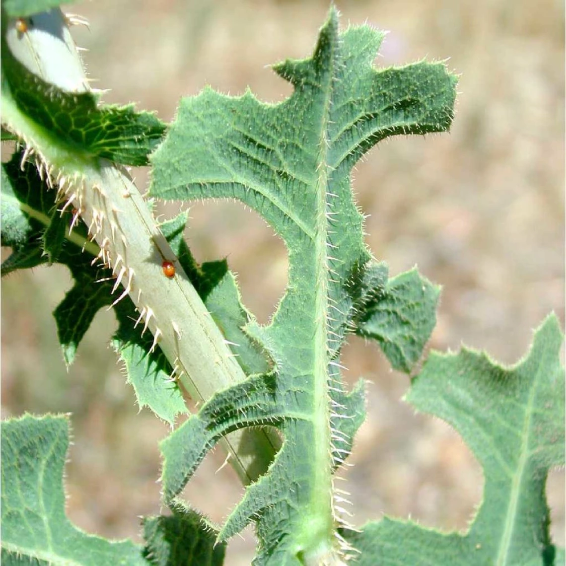 Prickles on underside of leaf