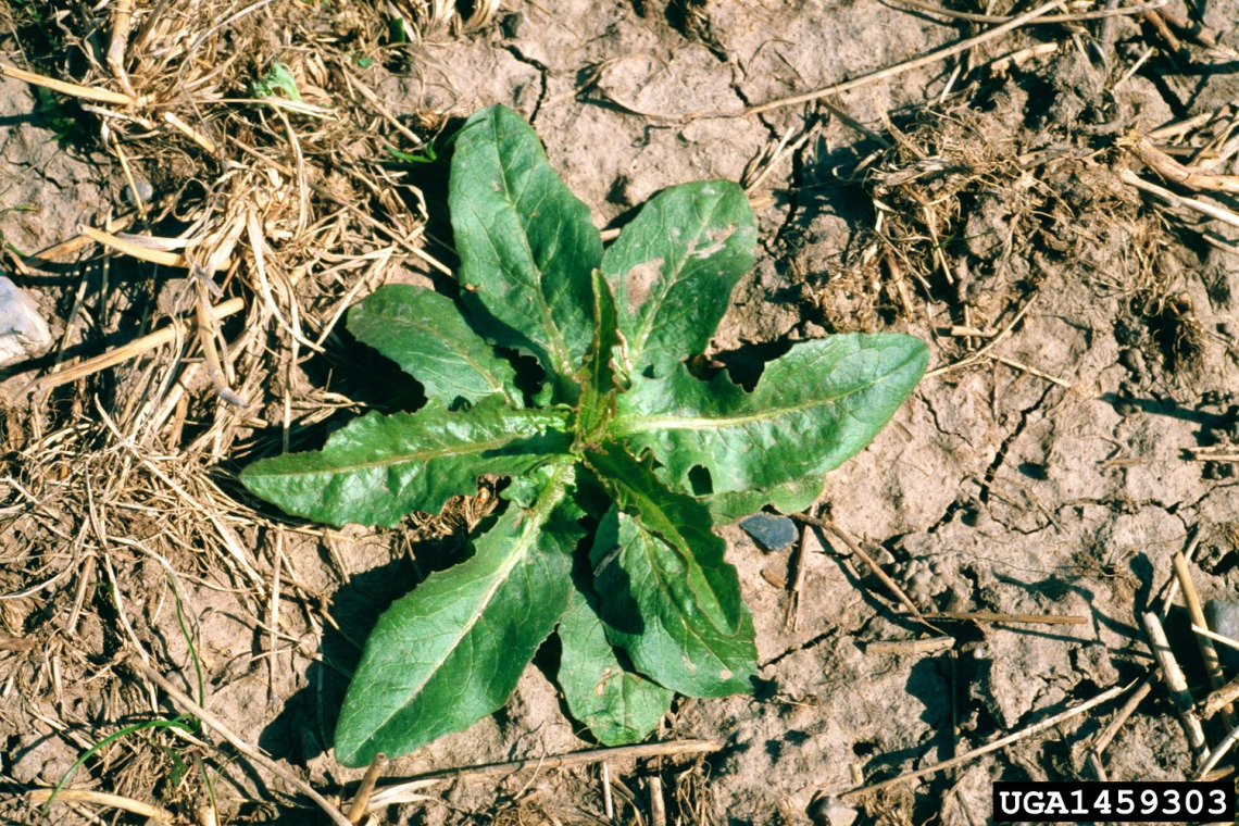 Prickly lettuce rosette