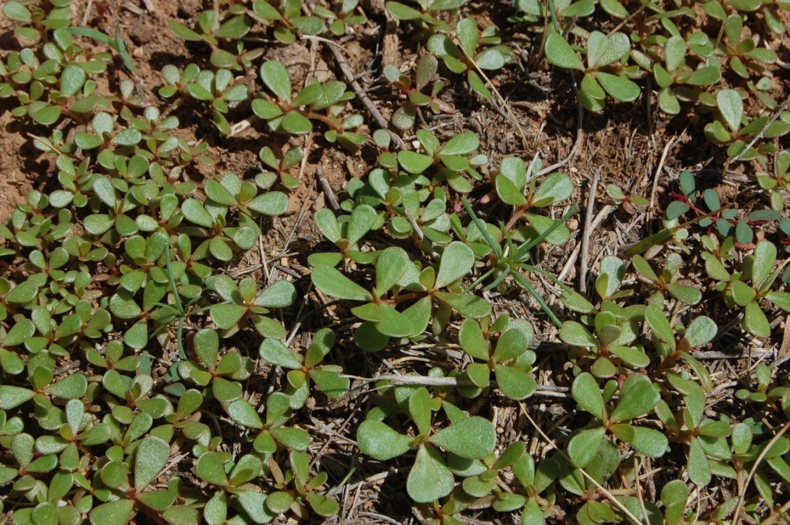 Purslane habit