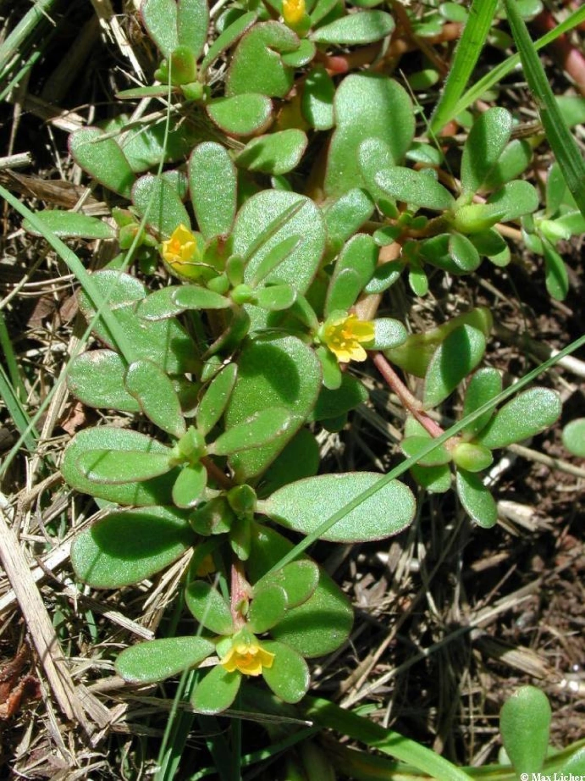 Purslane succulent leaves and flowers