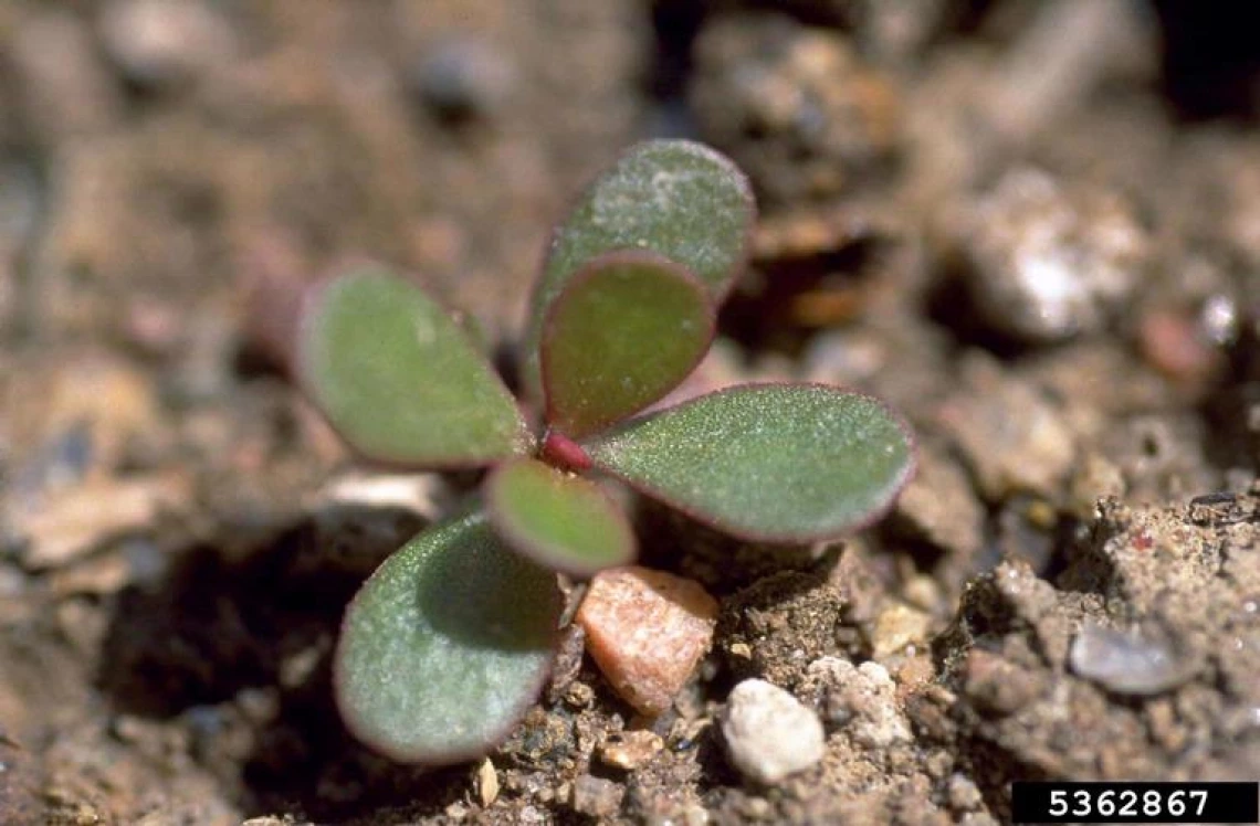 Purslane seedling