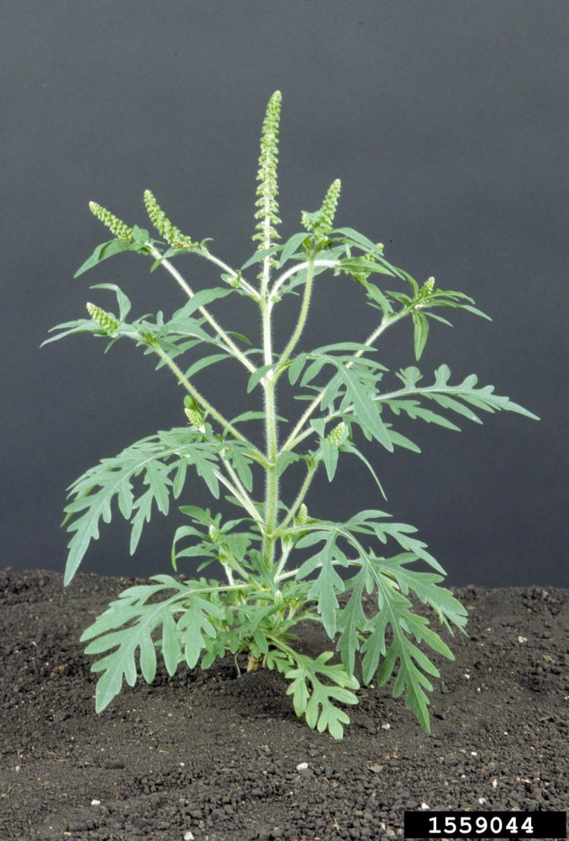 Ragweed