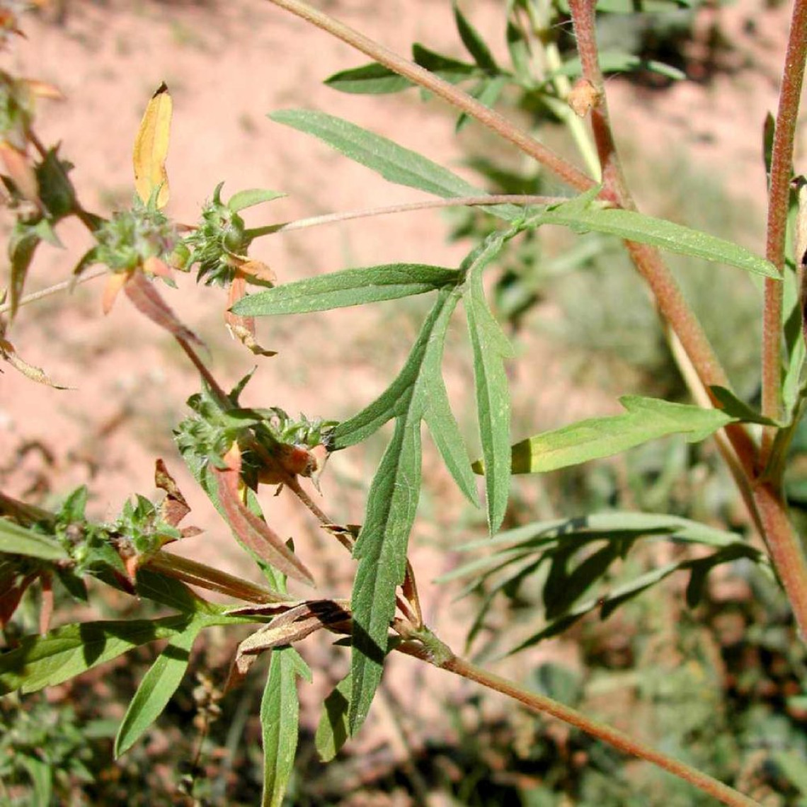 Ragweed leaf