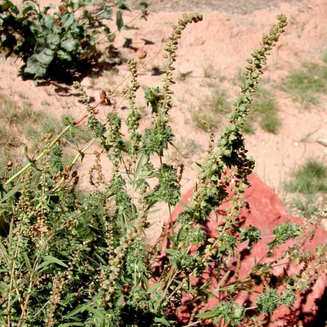 Ragweed habit