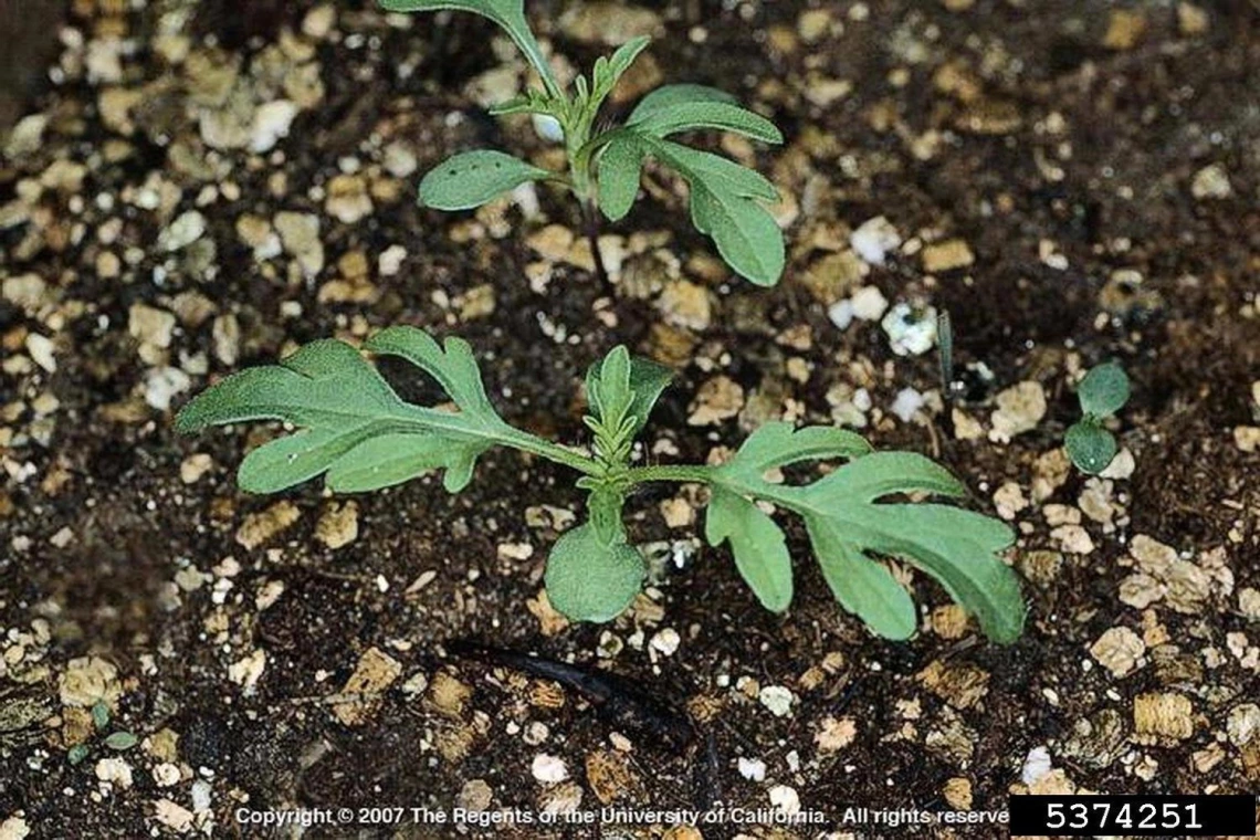 Ragweed seedling