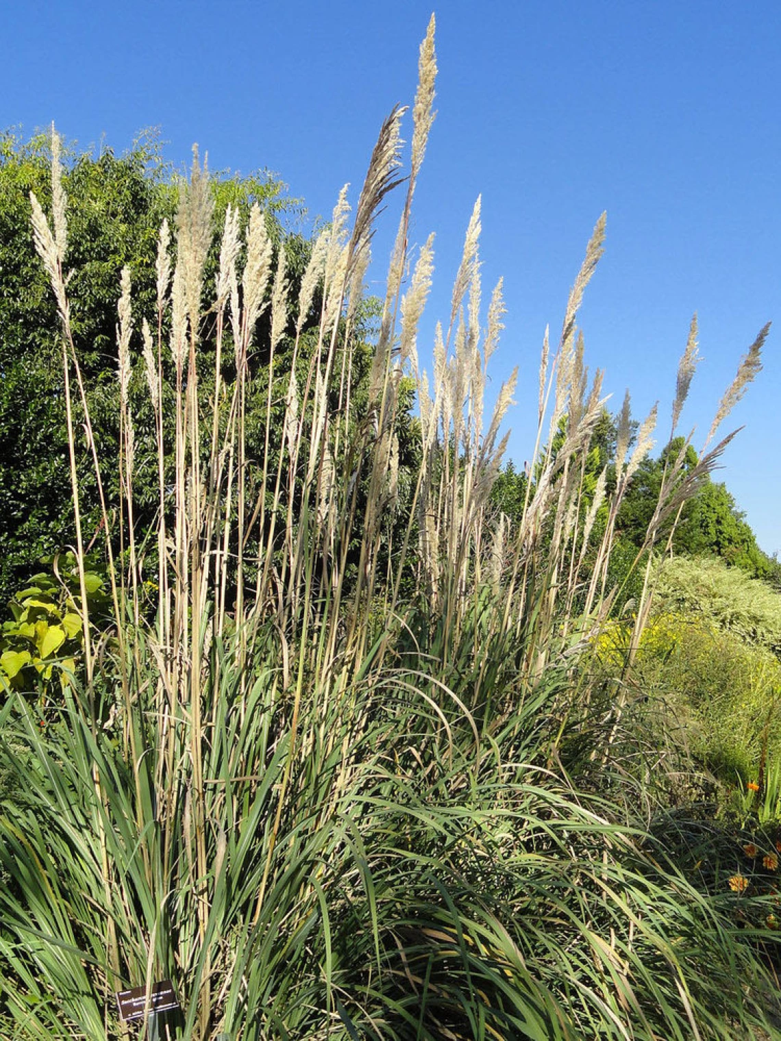 Ravenna grass