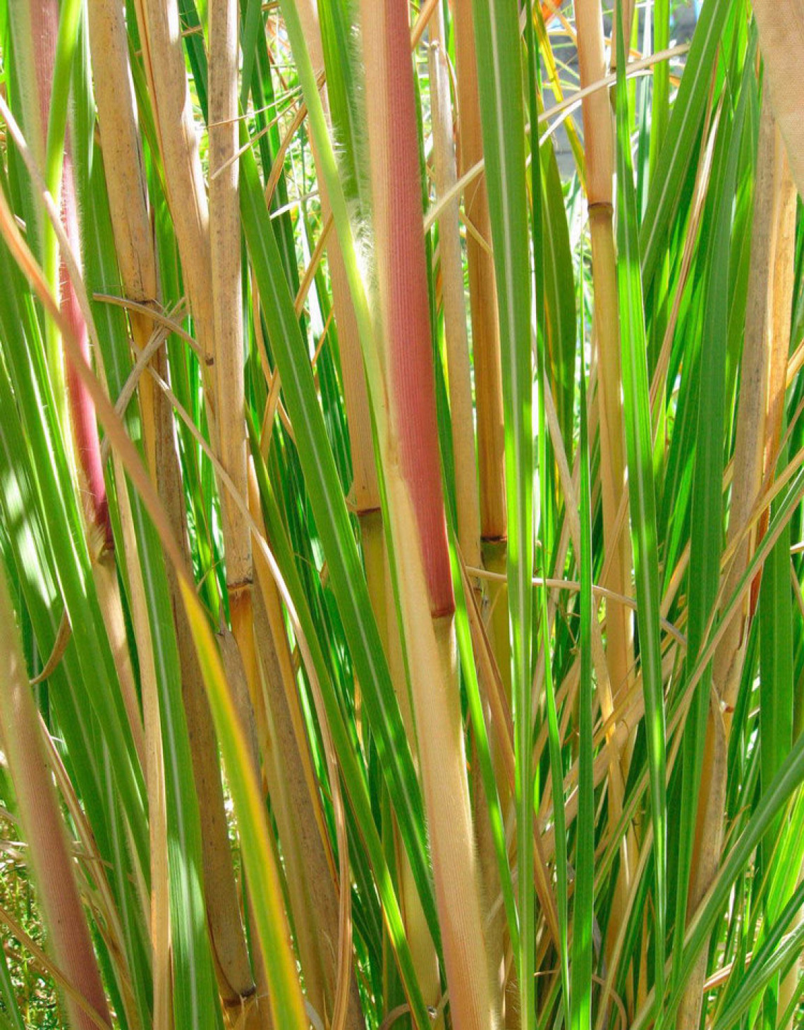 Ravenna grass stems