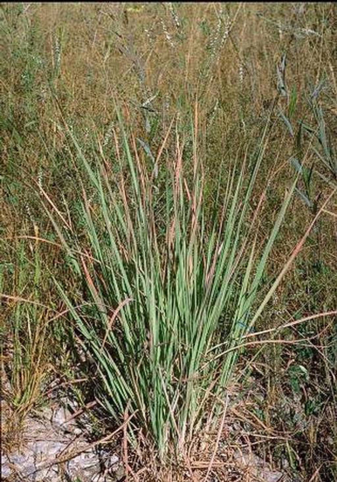 Young bunchgrass