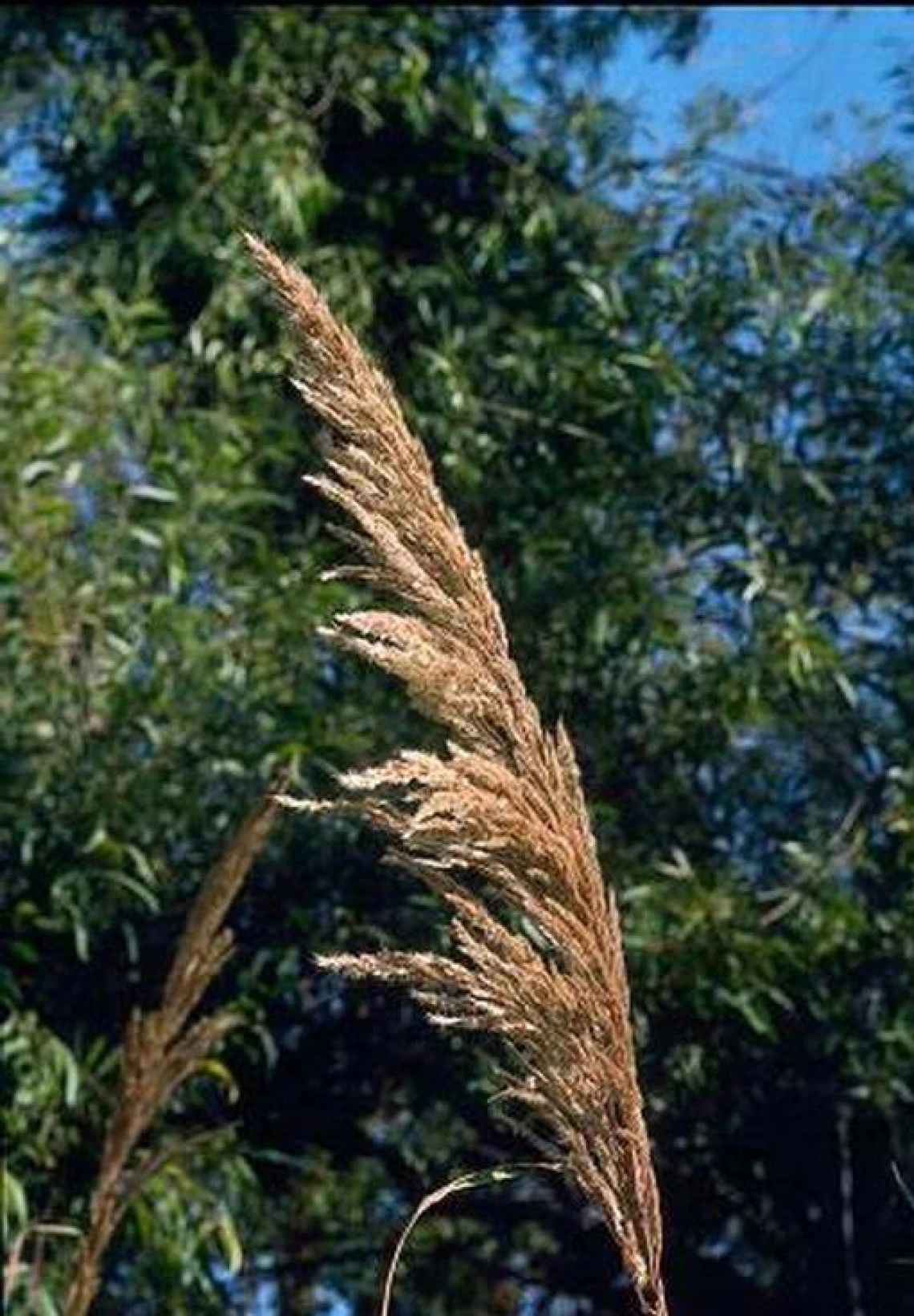 Ravenna grass flower