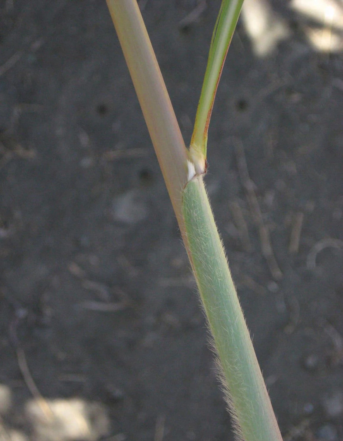 Ravenna grass stem