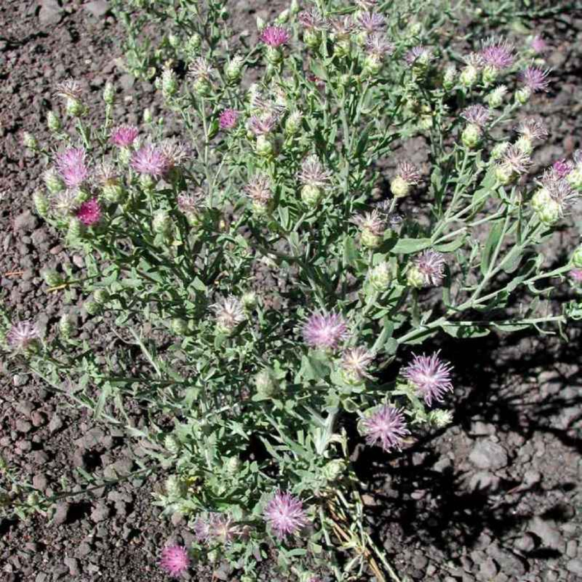 Russian knapweed habit